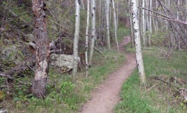 hill climb with aspen trees