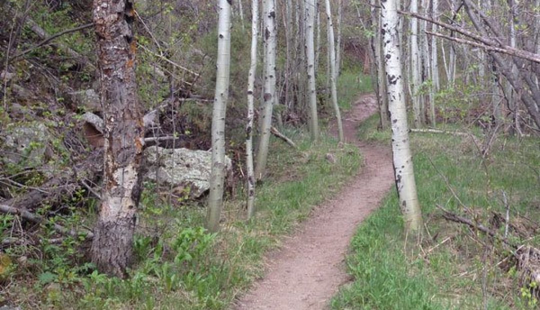 hill climb with aspen trees