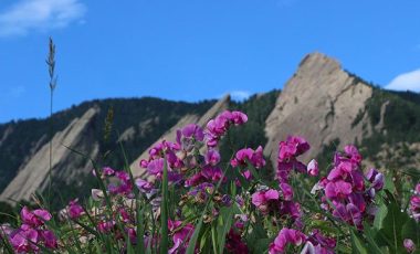 boulder flatirons with flowers