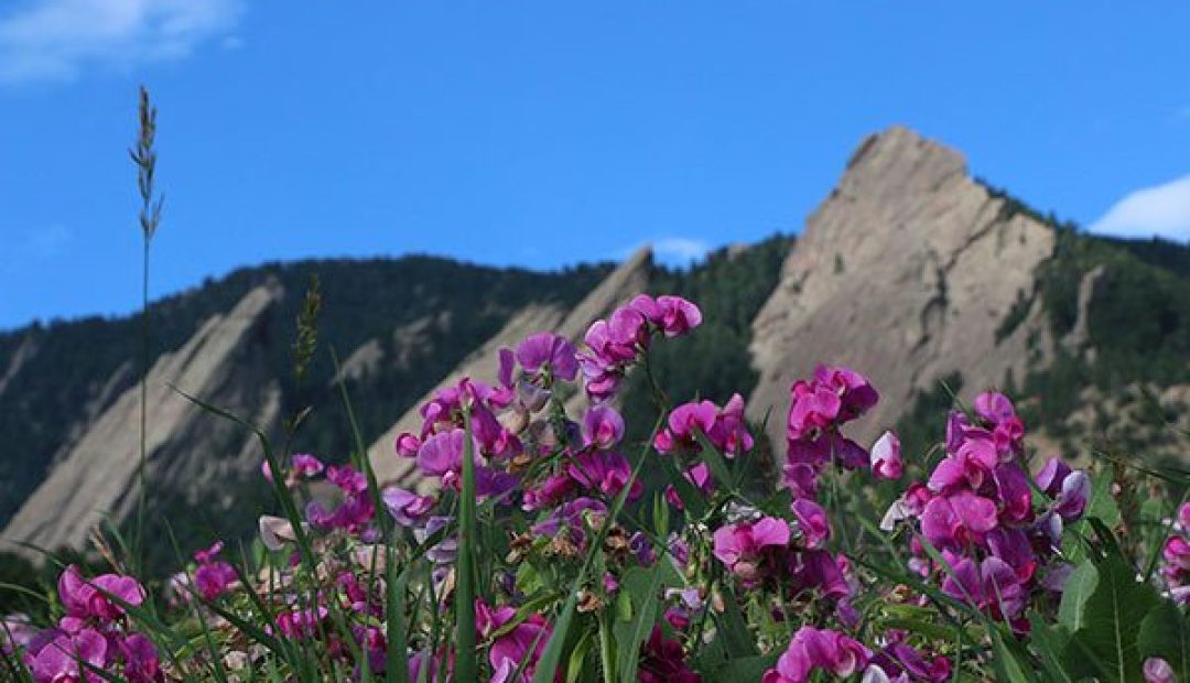boulder flatirons with flowers