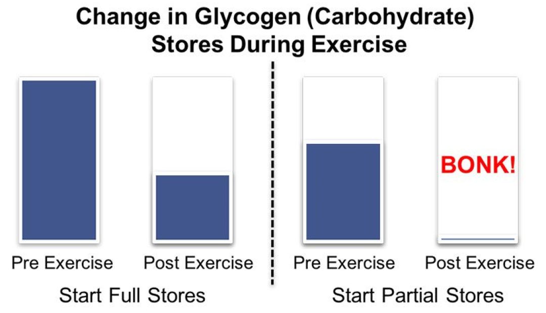 change in carbohydrate stores after exercise